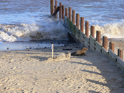 Seals at Horsey Beach, Norfolk